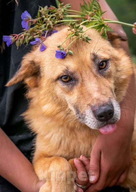 Собаки в других городах Владимирской области: Красивый рыжик в добрые руки Мальчик, Бесплатно - фото 5