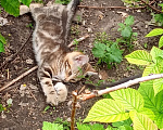 Кошки в Похвистнево: Мальчик, табби-котенок Мальчик, Бесплатно - фото 1