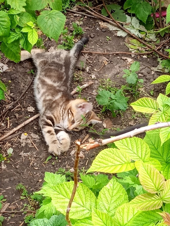 Кошки в Похвистнево: Мальчик, табби-котенок Мальчик, Бесплатно - фото 1