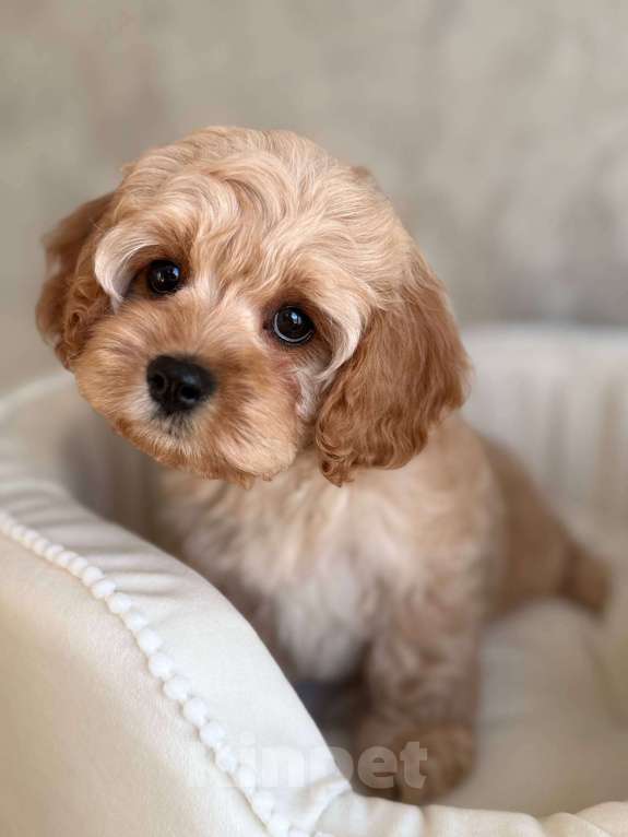 Собаки в Москве: Кавапу щенок Девочка, 120 000 руб. - фото 3