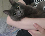 Кошки в Рязани: Кошка Аделаида ищет любящую семью Девочка, Бесплатно - фото 4