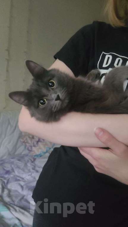 Кошки в Рязани: Кошка Аделаида ищет любящую семью Девочка, Бесплатно - фото 4