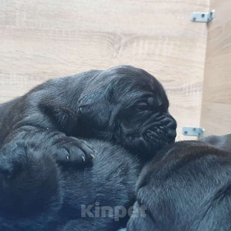 Собаки в Петрозаводске: Щенок кане корсо Девочка, 100 000 руб. - фото 1