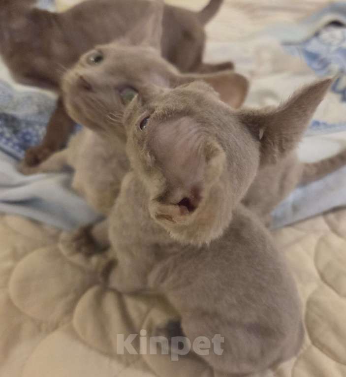 Кошки в Москве: Котенок девон рекс Девочка, 85 000 руб. - фото 4