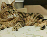Кошки в Саранске: Кот приглашает на вязку, 2 000 руб. - фото 1