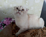 Кошки в Арзамасе: Голубоглазый кот, 4 руб. - фото 1