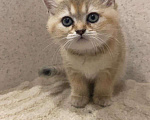 Кошки в Люберцах: Британская кошечка Девочка, 30 000 руб. - фото 1