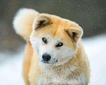 Собаки в Москве: Милая Акита Ину Харуко в дар Девочка, Бесплатно - фото 2