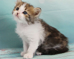 Кошки в Домодедово: Сибирские котята Мальчик, 40 000 руб. - фото 1