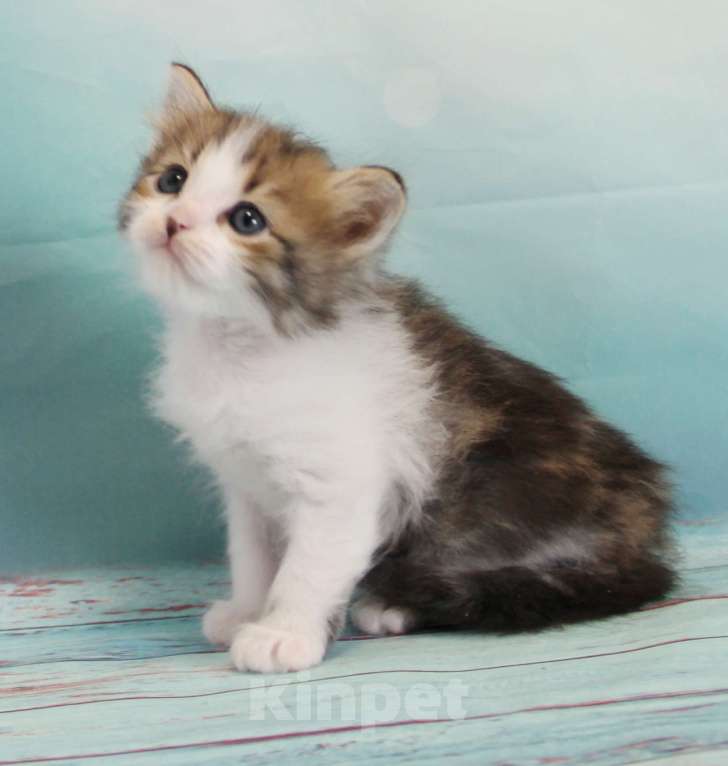 Кошки в Домодедово: Сибирские котята Мальчик, 40 000 руб. - фото 1