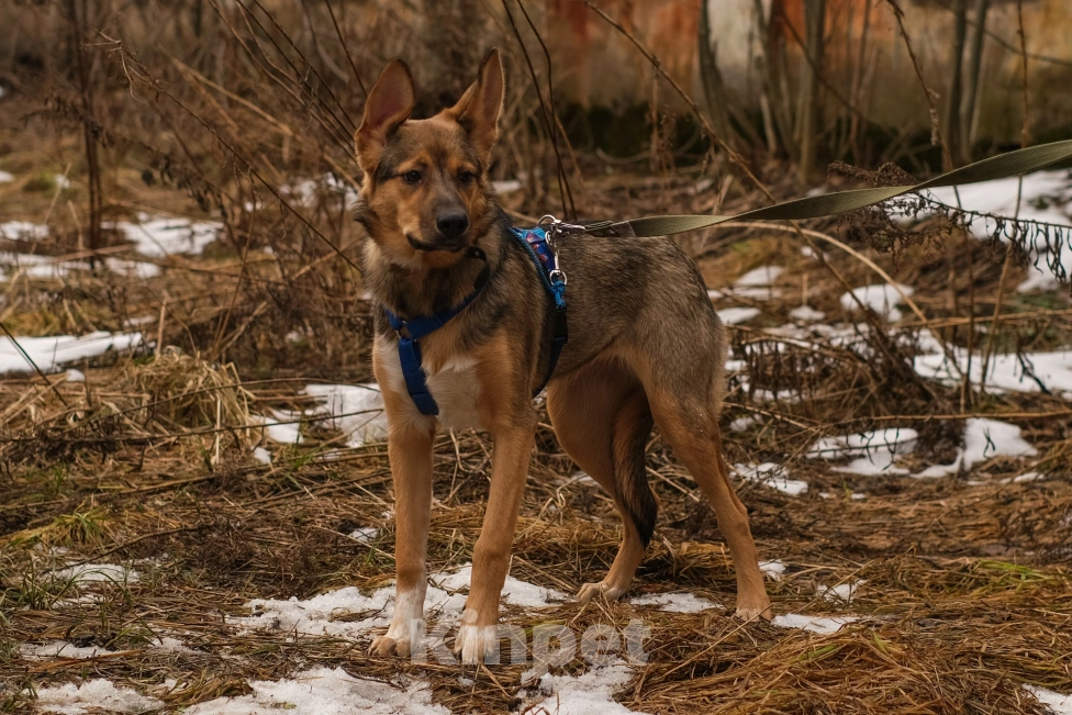 Собаки в Санкт-Петербурге: Гера из приюта в добрые руки Девочка, Бесплатно - фото 3