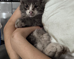 Кошки в Москве: Котёнок в добрые руки Мальчик, Бесплатно - фото 4