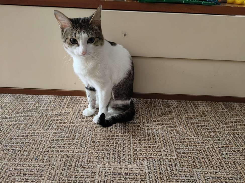 Кошки в Уфе: Рысик Мальчик, Бесплатно - фото 4