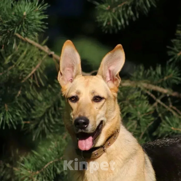 Собаки в других городах Московской области: Дина. Вся такая ладненькая девочка-мечта. Девочка, Бесплатно - фото 5