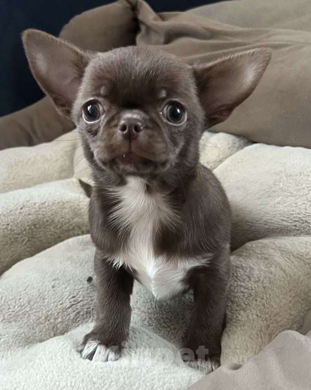 Собаки в Санкт-Петербурге: Щенок чихуахуа, сука Девочка, 60 000 руб. - фото 3