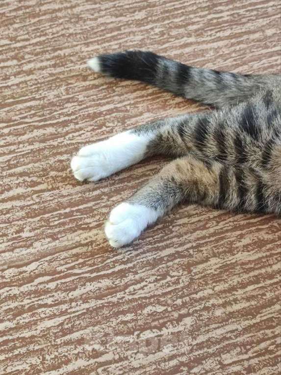 Кошки в Санкт-Петербурге: Кот Художник ищет дом и вдохновение Мальчик, 10 руб. - фото 7