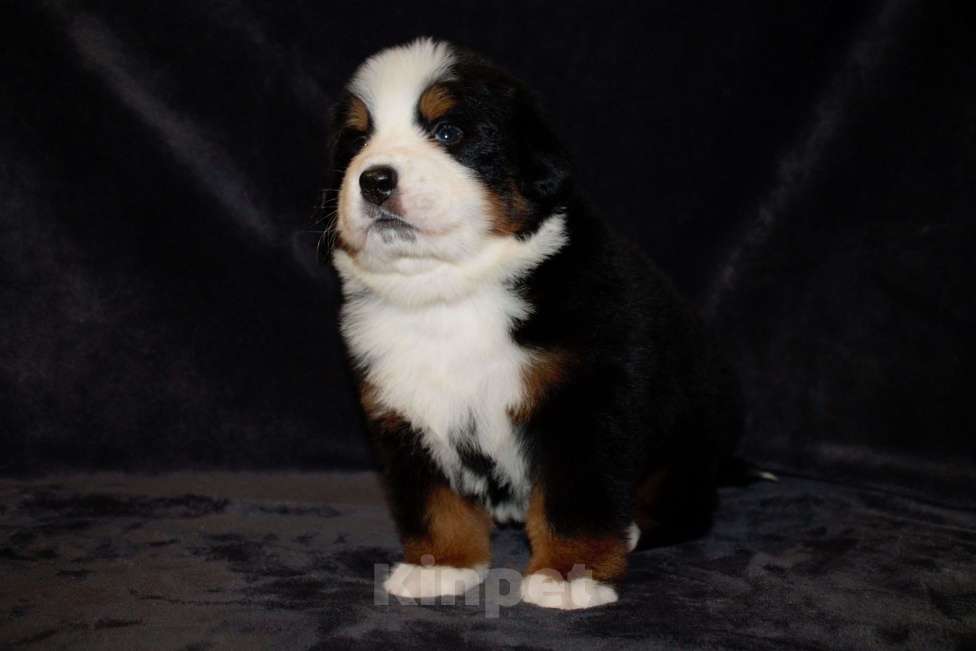 Собаки в других городах Московской области: Бернский зенненхунд Мальчик, 110 000 руб. - фото 2