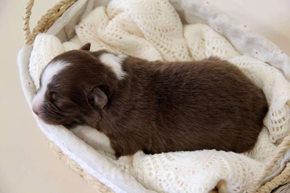 Собаки в Краснодаре: Щенки австралийской овчарки Мальчик, 100 000 руб. - фото 5