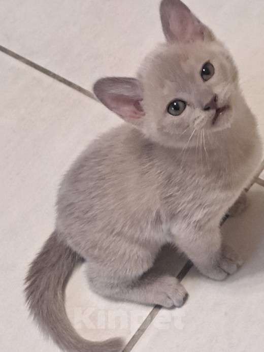 Кошки в Ставрополе: Бурманский котенок Мальчик, 50 000 руб. - фото 2