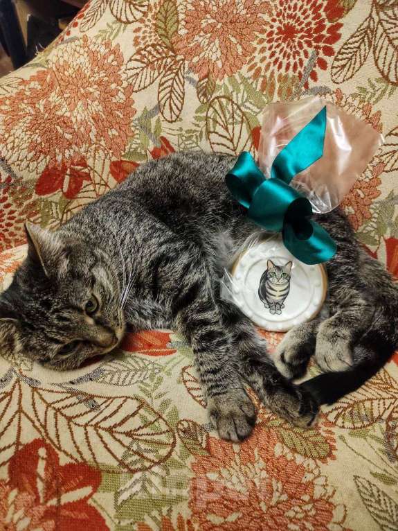 Кошки в Москве: Полосатая красотка Ленди Девочка, Бесплатно - фото 6