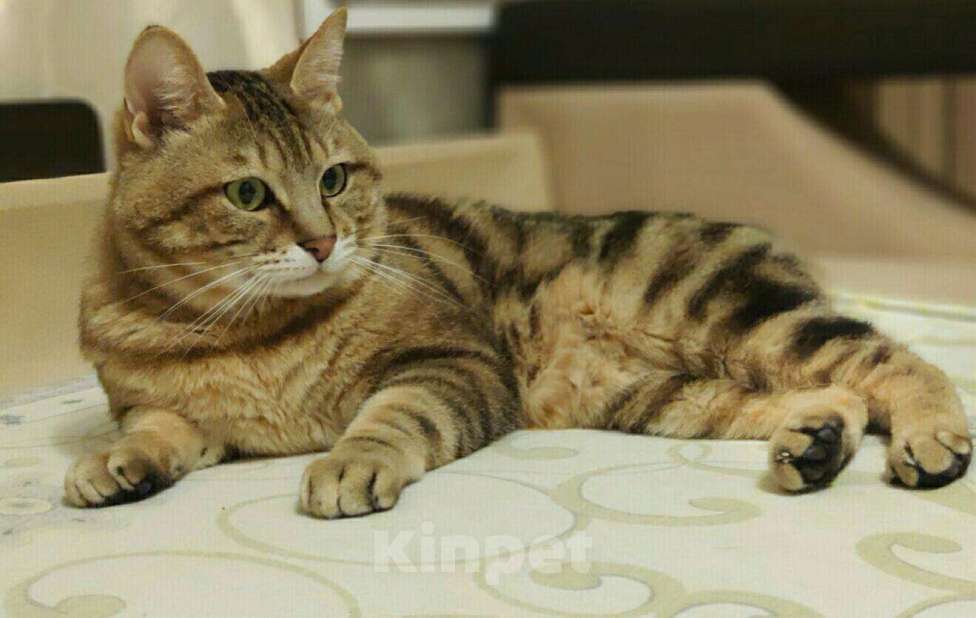 Кошки в Саранске: Кот приглашает на вязку, 2 000 руб. - фото 1