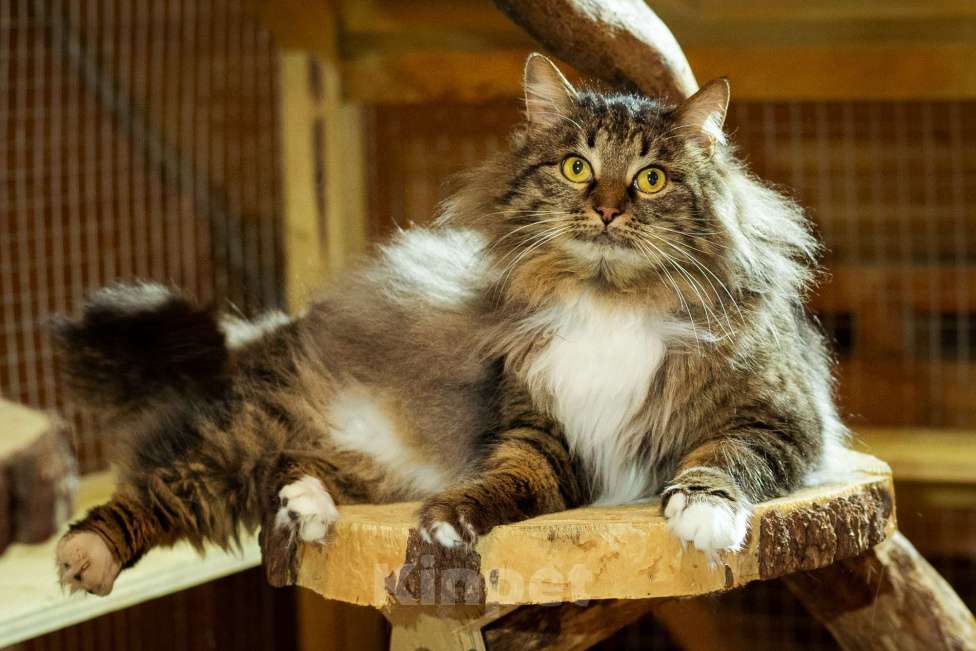 Кошки в Москве: Кот в добрые руки! Мальчик, Бесплатно - фото 10