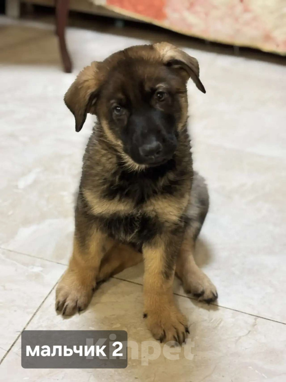 Собаки в Новосибирске: Щенки Немецкой овчарки Разнополые, 20 000 руб. - фото 5