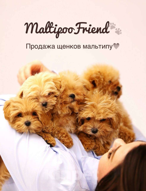 Собаки в Москве: Щенки Мальтипу микро ф1 из Китая  Девочка, Бесплатно - фото 1