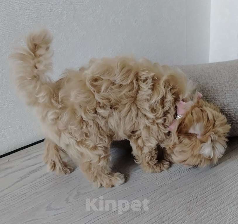 Собаки в других городах Московской области: Мальтипу Луна Девочка, 180 000 руб. - фото 2