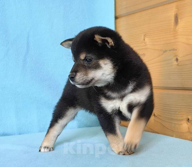 Собаки в Москве: Белые Сиба ину (Шиба ину) - девочка. Девочка, 80 000 руб. - фото 5