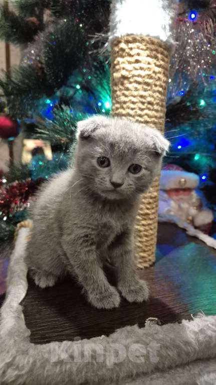 Кошки в Краснодаре: Шотландский вислоухий короткошерстный Мальчик, 10 000 руб. - фото 5