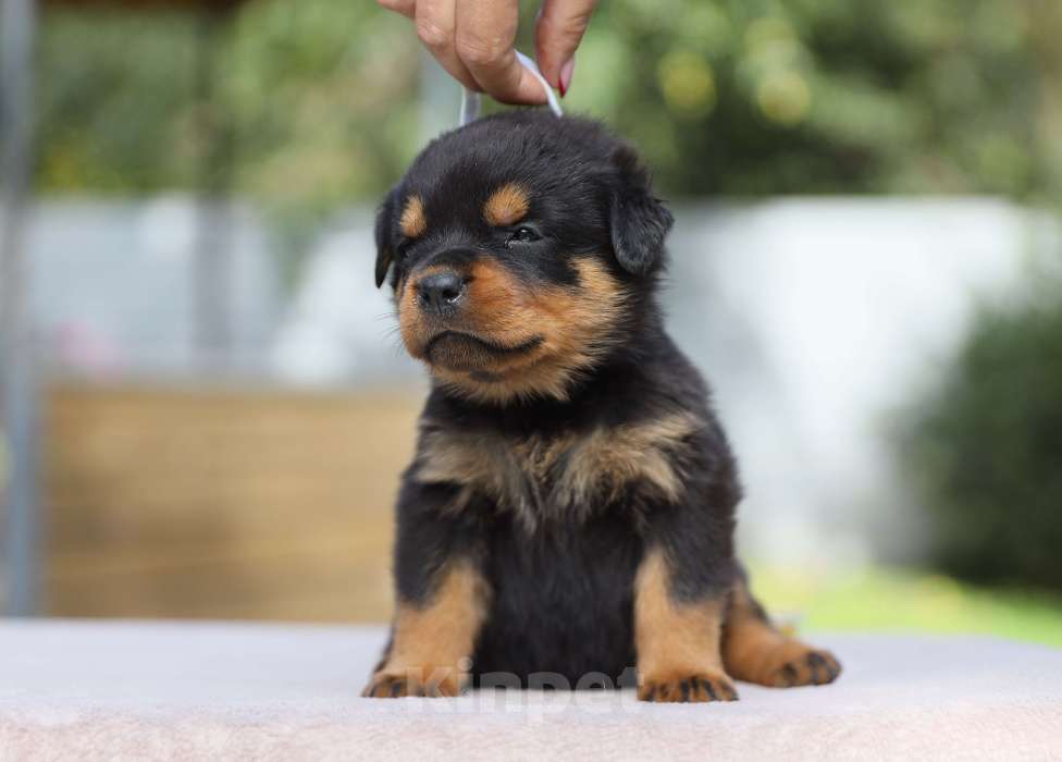 Собаки в Рязани: Щенки ротвейлера  Девочка, 50 000 руб. - фото 2
