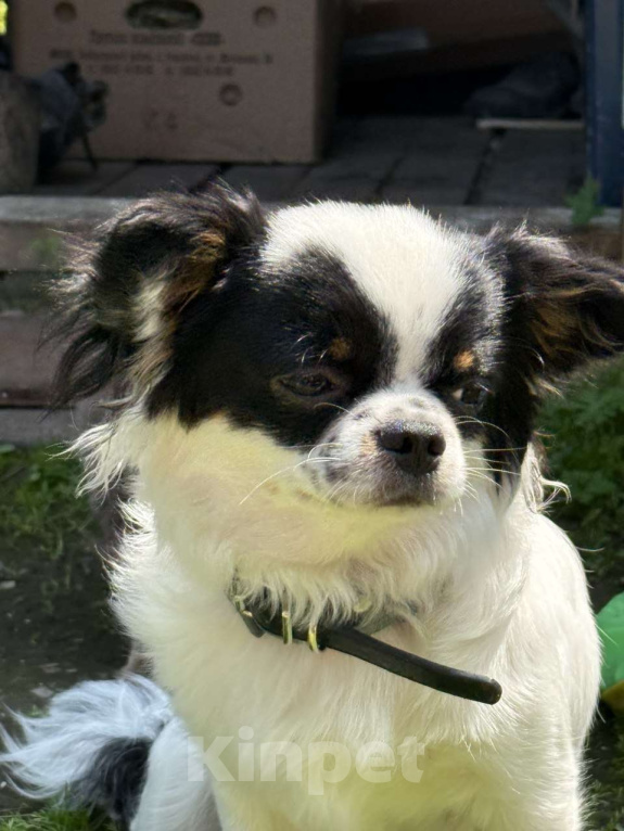 Собаки в Вяземском: Вязка кобель чихуахуа длинношёрстный  Мальчик, Бесплатно - фото 4