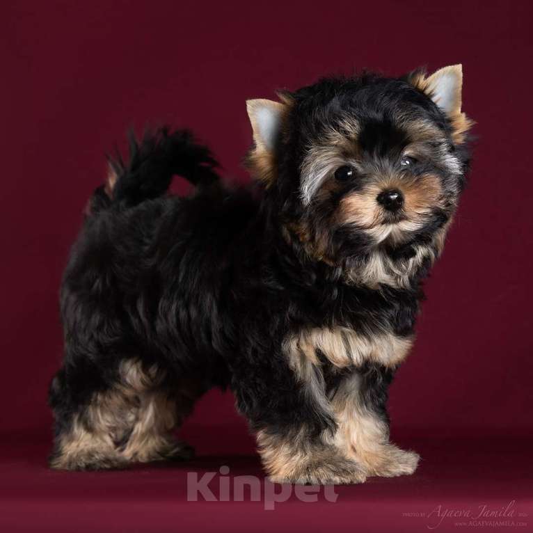 Собаки в Раменском: Олик Мальчик, 35 000 руб. - фото 2