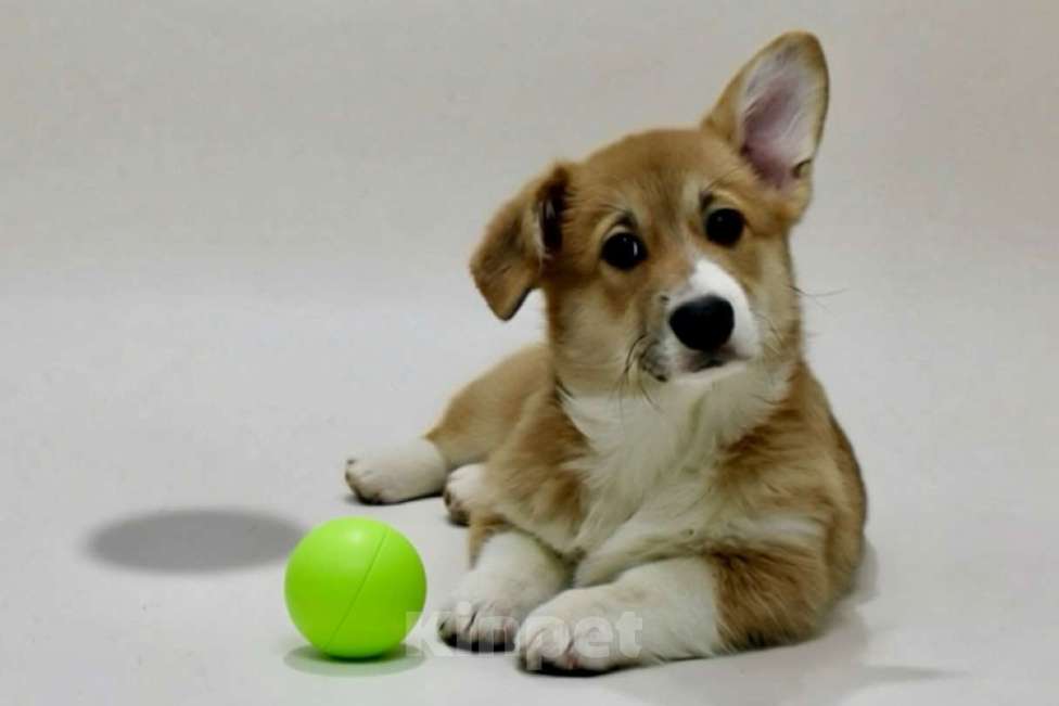 Собаки в Санкт-Петербурге: Щенок вельш корги пемброк Мальчик, 70 000 руб. - фото 3