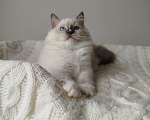 Кошки в Москве: Кошечка котенок рэгдолл Девочка, 65 000 руб. - фото 3