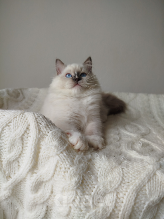 Кошки в Москве: Кошечка котенок рэгдолл Девочка, 65 000 руб. - фото 3