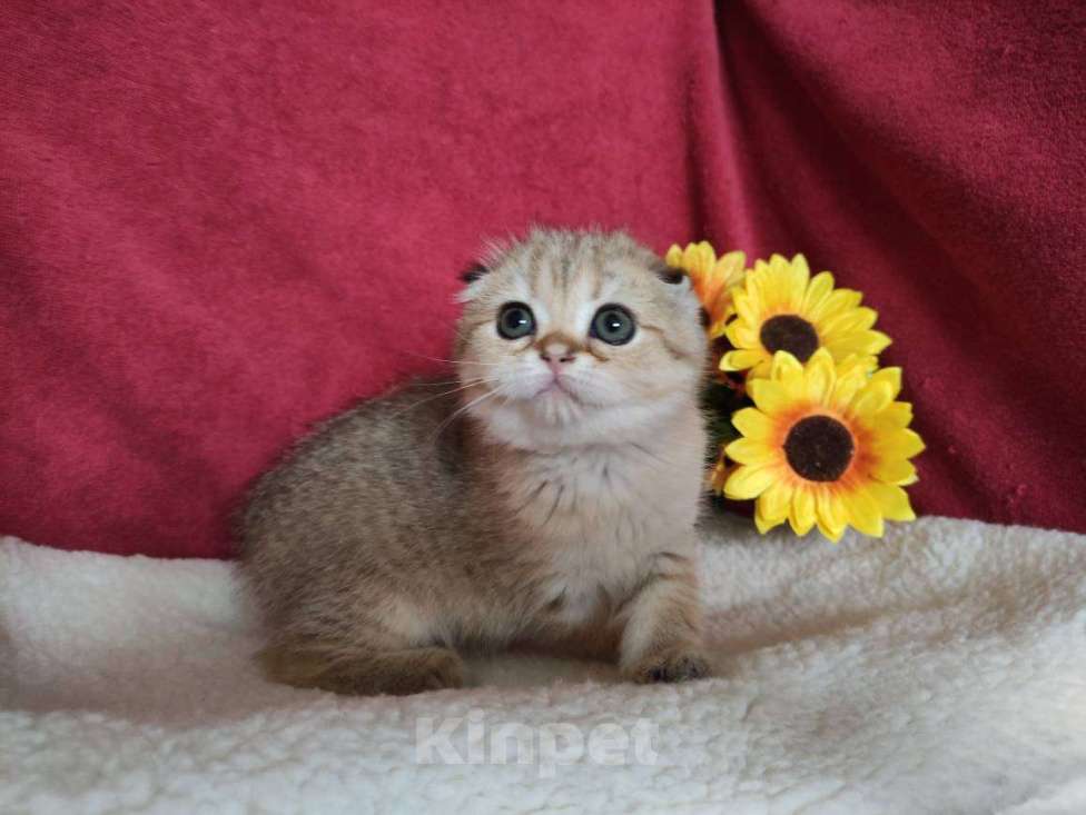 Кошки в Казани: Шотландская вислоухая золотая кошечка Иветта Девочка, 30 000 руб. - фото 5