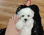 Собаки в Москве: Бишон фризе девочка Девочка, 70 000 руб. - фото 5
