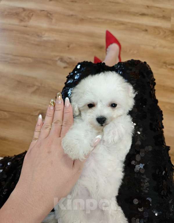 Собаки в Москве: Бишон фризе девочка Девочка, 70 000 руб. - фото 5