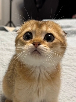 Шотландский вислоухий котенок