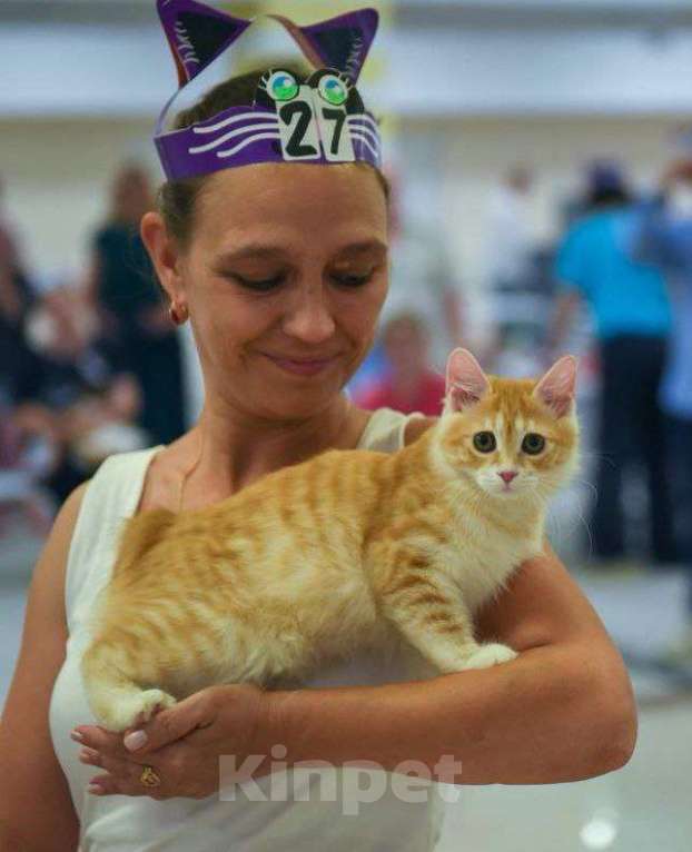 Кошки в Москве: Сердоликовая кошечка курильский бобтейл Девочка, 50 000 руб. - фото 1