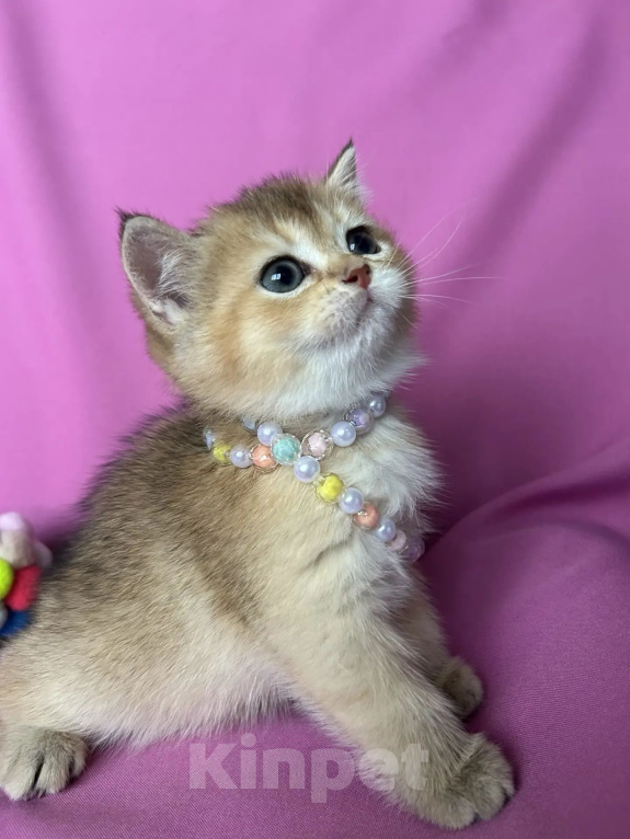 Кошки в Москве: Котята Девочка, 15 000 руб. - фото 9