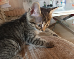 Кошки в Краснодаре: Котята Девочка, Бесплатно - фото 3