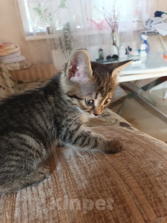 Кошки в Краснодаре: Котята Девочка, Бесплатно - фото 3