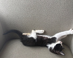 Кошки в Москве: Котенок в добрые руки Мальчик, Бесплатно - фото 4