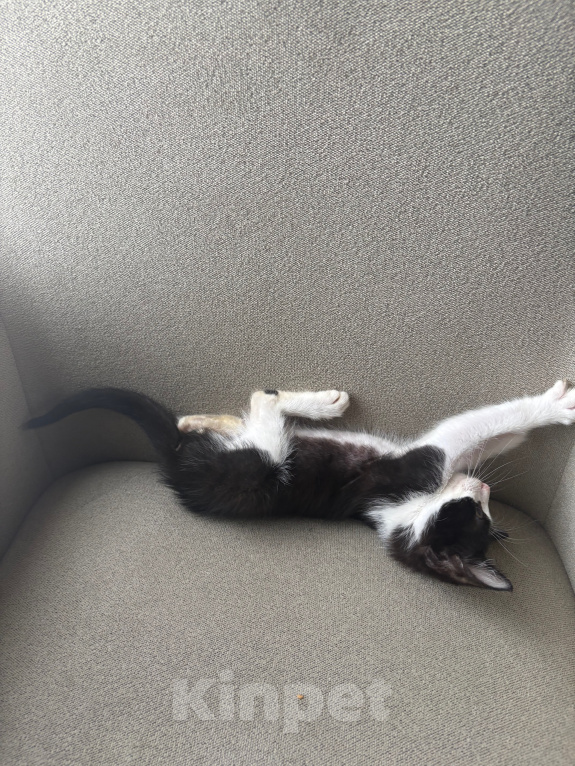 Кошки в Москве: Котенок в добрые руки Мальчик, Бесплатно - фото 4