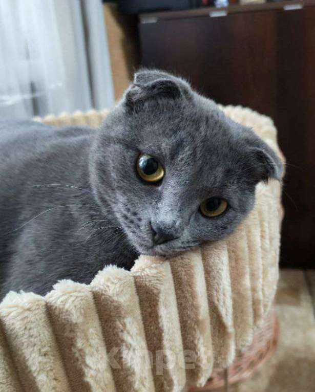 Кошки в Москве: Венера ищет дом Девочка, Бесплатно - фото 1