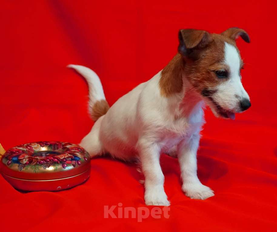 Собаки в Кудрово: Джек Рассел девочка Девочка, 35 000 руб. - фото 2