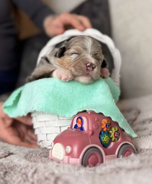 Собаки в Москве: Девочка австралийская овчарки щенок Девочка, Бесплатно - фото 1